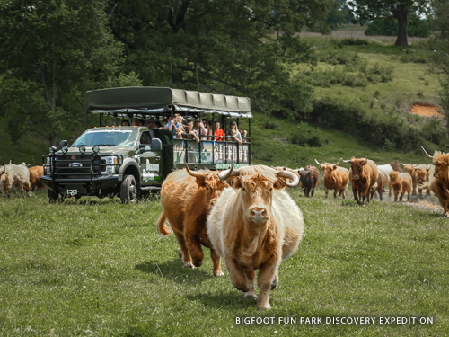 Truck full of passengers driving through a scenic adventure field full of fluffy brown cows in Branson.