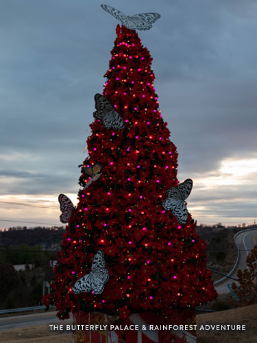 Christmas Tree on America's Christmas Tree City's Tour