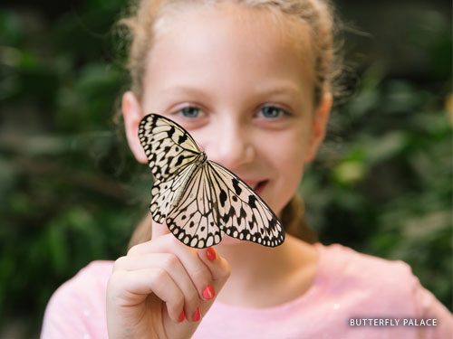 Young girl holding a large, live butterfly at an animal encounter attraction in Branson.