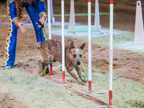 Dog running through obstacle course in live show in Branson.