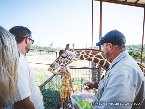 Young girl feeding a giraffe lettuce at a animal encounter zoo in Branson.
