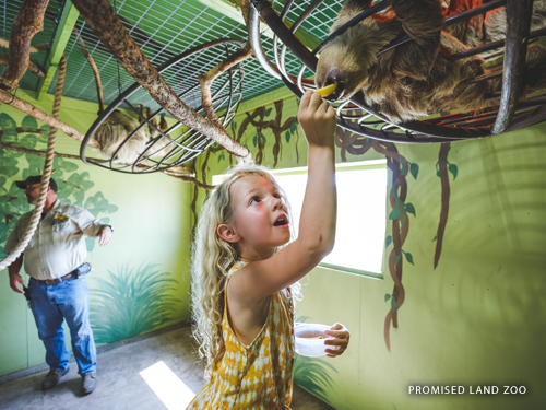 Young girl feeding a sloth at a zoo in Branson.