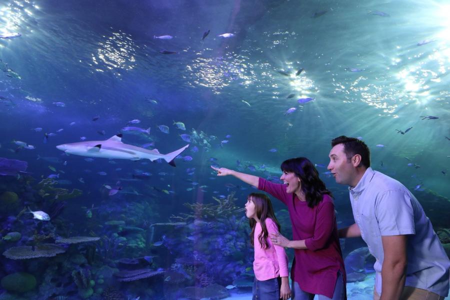 family enjoys the branson aqaurium at the boardwalk pointing at sharks