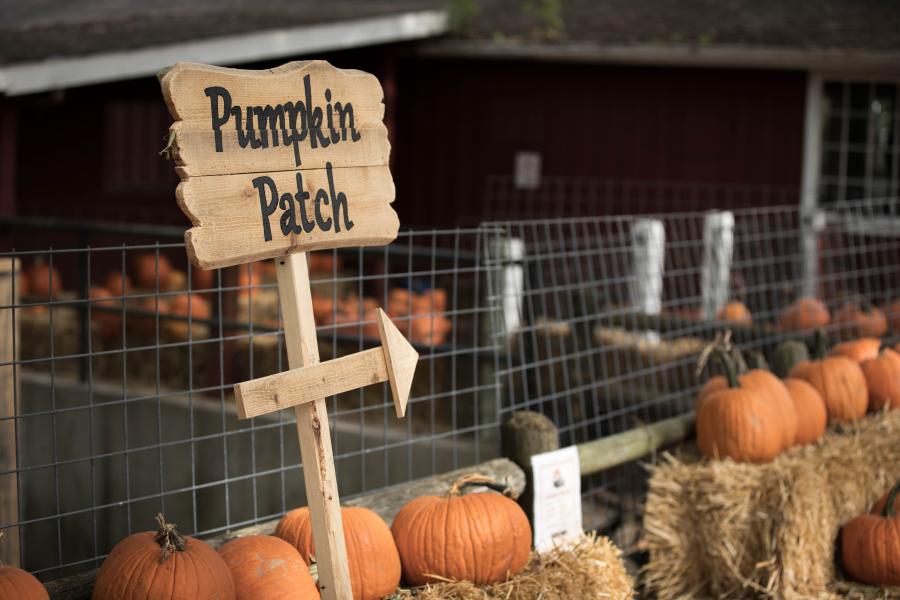 pumpkin-patch-fall-branson