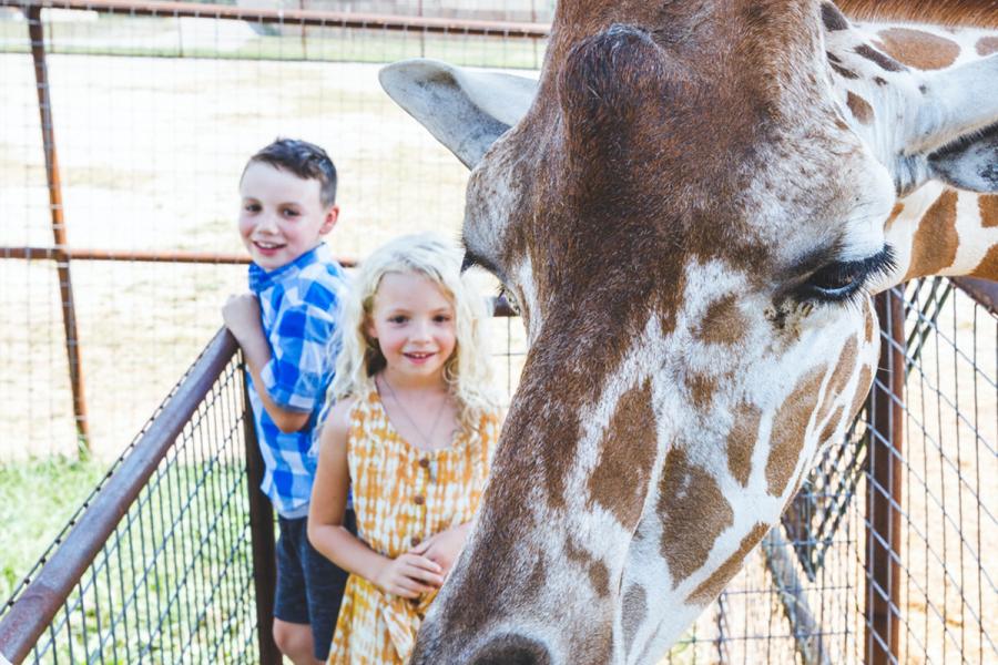 It's Giraffe feeding time at the Promised Land Zoo.