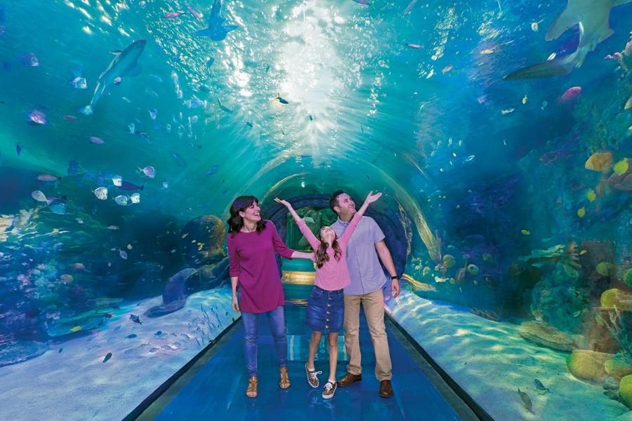 Explore endless oceans the Aquarium at the Boardwalk.