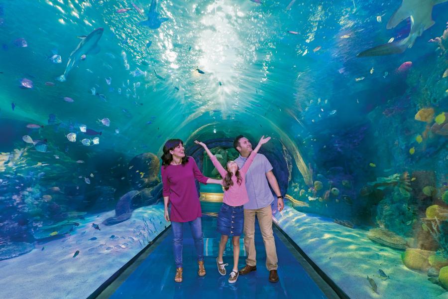 Explore endless oceans the Aquarium at the Boardwalk.