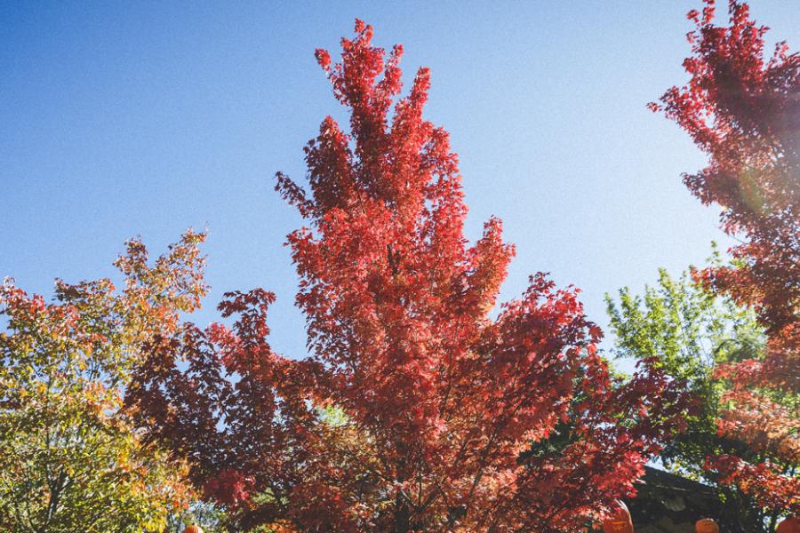 Colorful fall trees in Branson.