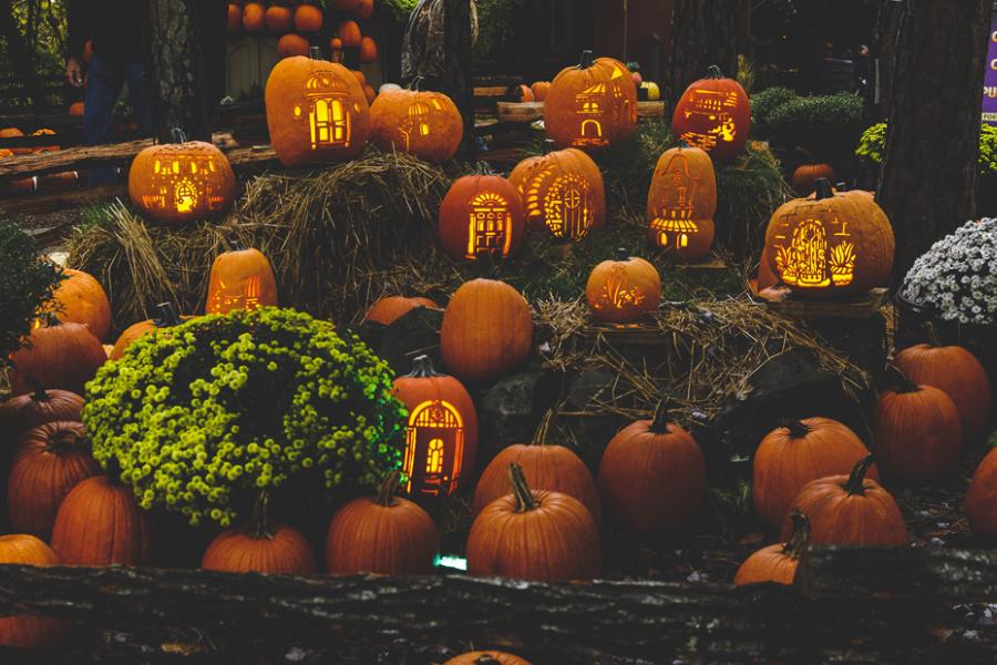 Dozens of hand-carved pumpkins lighting up the night at a fall festival in Branson. 