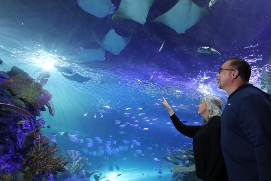 Illustration of families at a new aquarium in Branson.