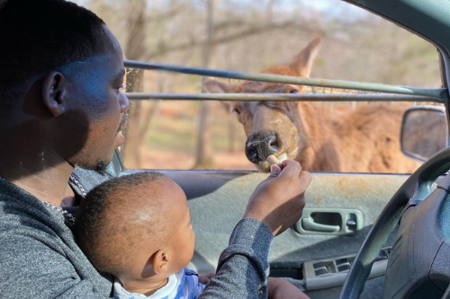 father and son feeding animal from car window