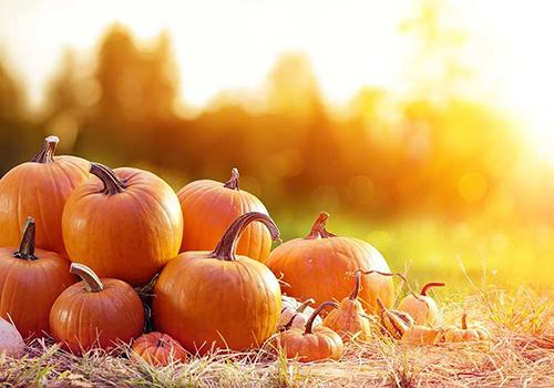 big-cedar-fall-festival-pumpkins-in-branson