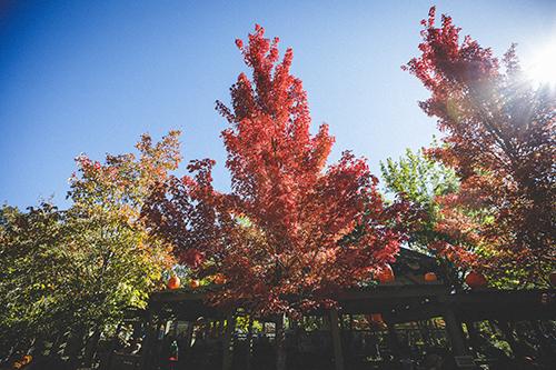harvest-festival-fall-foliage-branson-colors