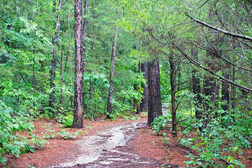 The clear path of the White River Trail