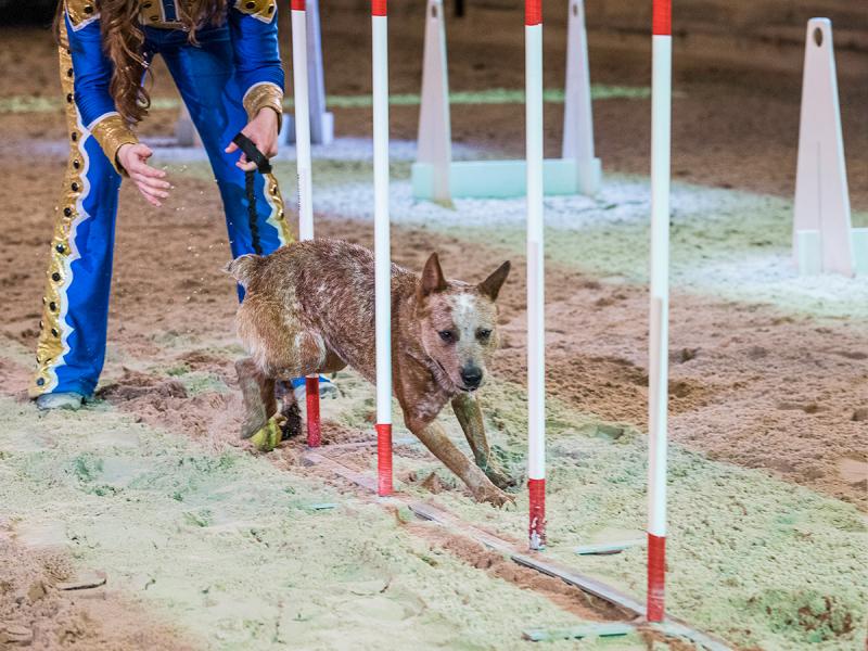 Freckles is one of the Canine Capers you could see at Dolly Parton's Stampede.