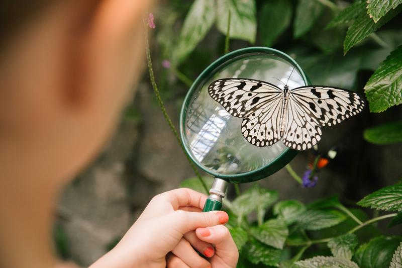 Make learning fun this summer at the Butterfly Palace.