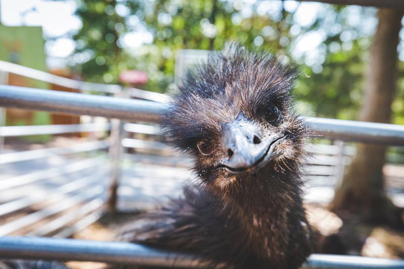 Take a step on the wild side of life at Promised Land Zoo.