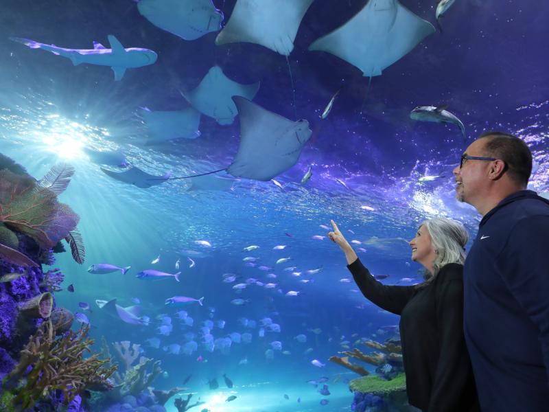 Aquarium_couple