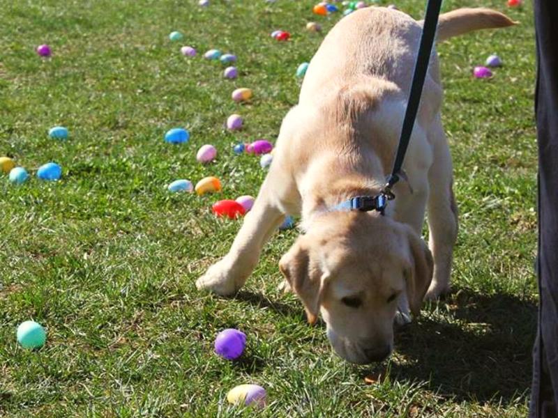 Doggie Easter Egg Hunt
