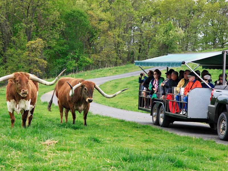 DogwoodCanyonLongHorns