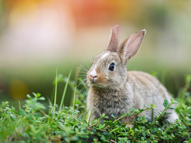 Easter_Bunny