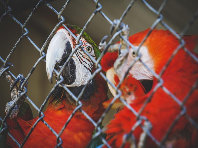 Promised Land Zoo Birds