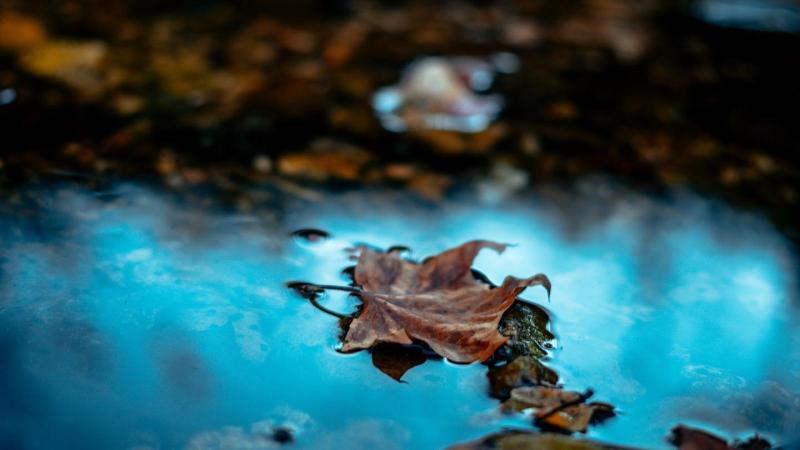 Beautiful Fall Foliage Trail Leaf