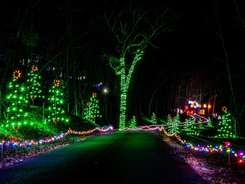 trail_of_lights_trees_Shepherd