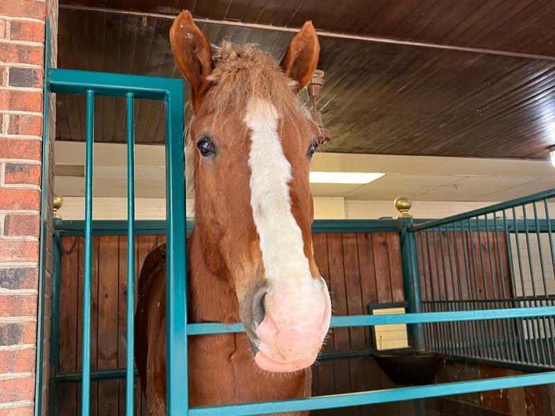 Dolly_Parton_Stampede_Hero_Horse_Walk_Show_Attraction