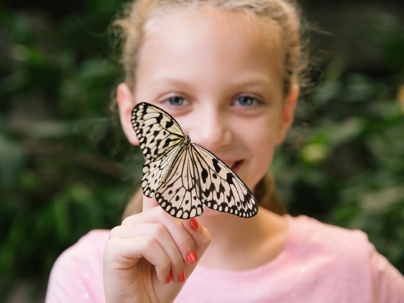 Butterfly_Palace_Attraction_Spring_Summer_Girl_Nature_Children