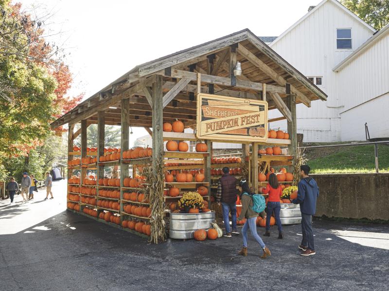 a family looks walks into a shed with shelves of pumpkins