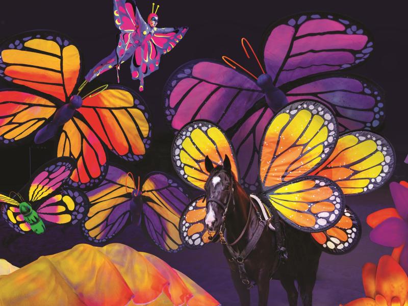 New Butterfly Dreams Act 2025