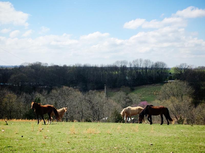 Horses on a country drive