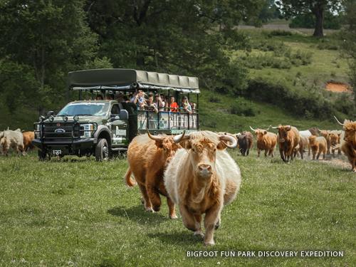 Camion rempli de passagers traversant un champ d'aventure pittoresque rempli de vaches brunes duveteuses à Branson.