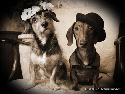 Two small dogs wearing costumes getting a vintage style photo taken at a store in Branson.