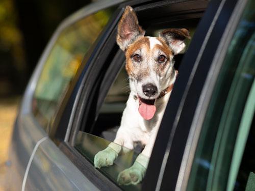 Small dog looking outside a car window with tongue stuck out of mouth.