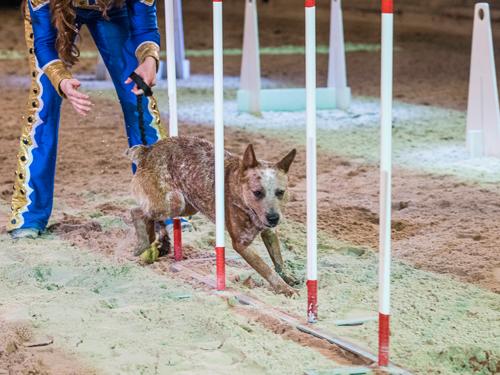 Dog running through obstacle course in live show in Branson.