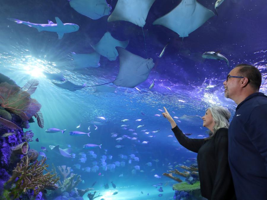 Aquarium at the Boardwalk Explore Branson