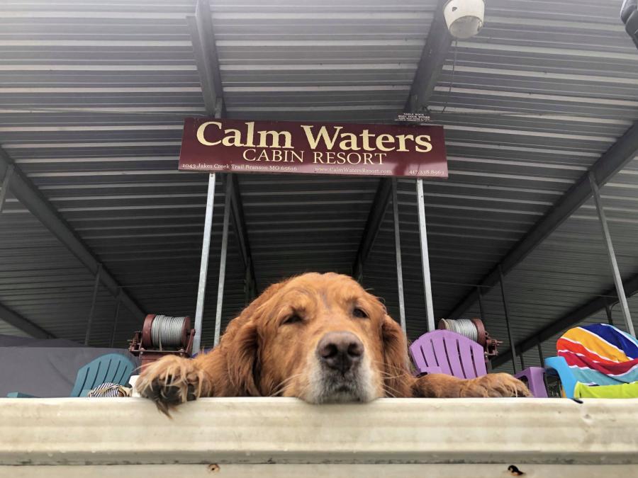 Pet-Friendly Resort