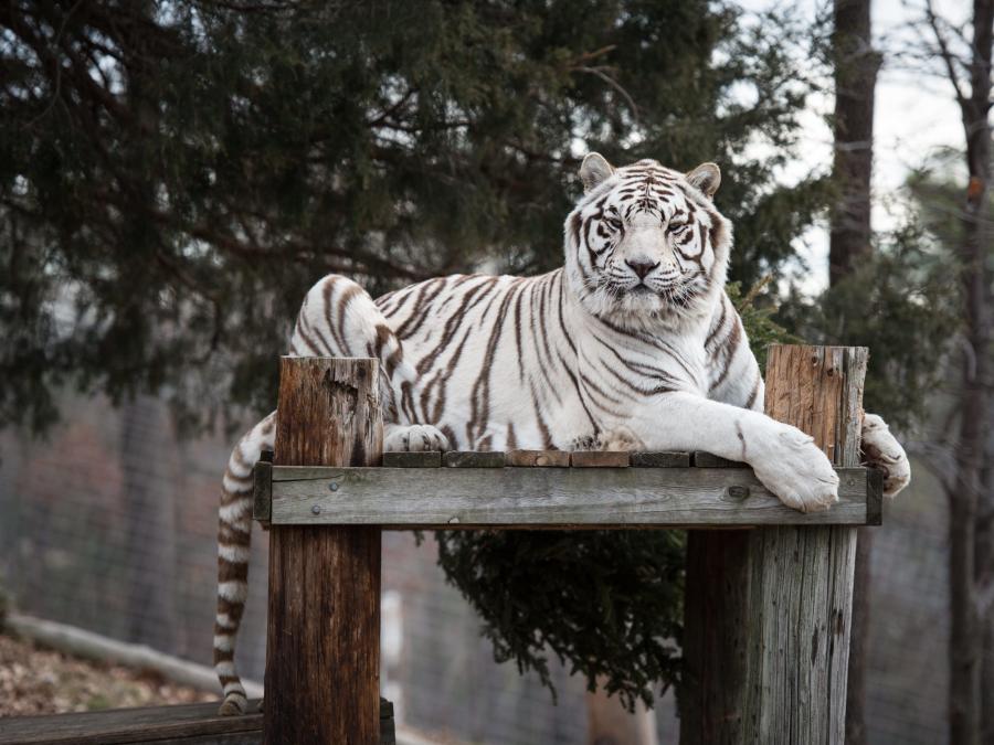 Zeus (white tiger)