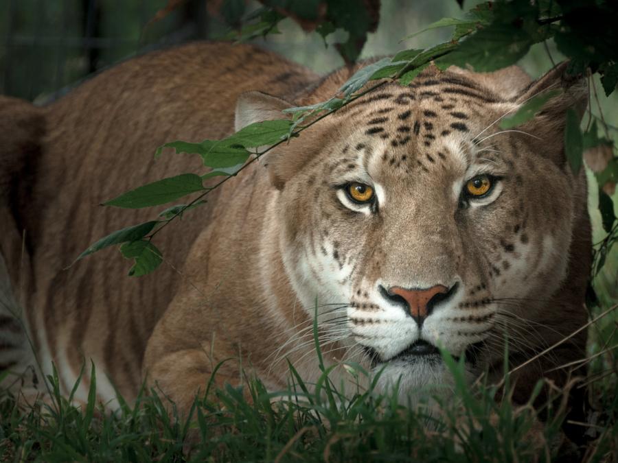 Karma (liger)