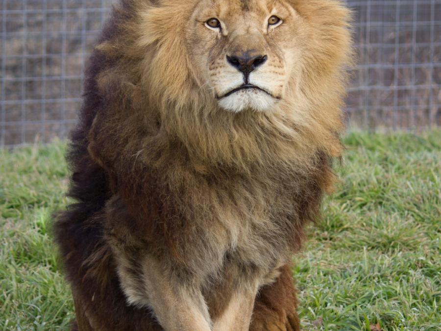 Lucci (lion)