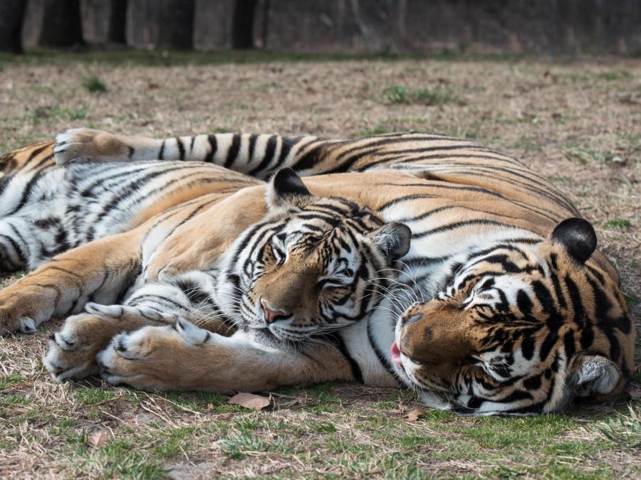 JJ and Reese (tigers) in a cuddle puddle.