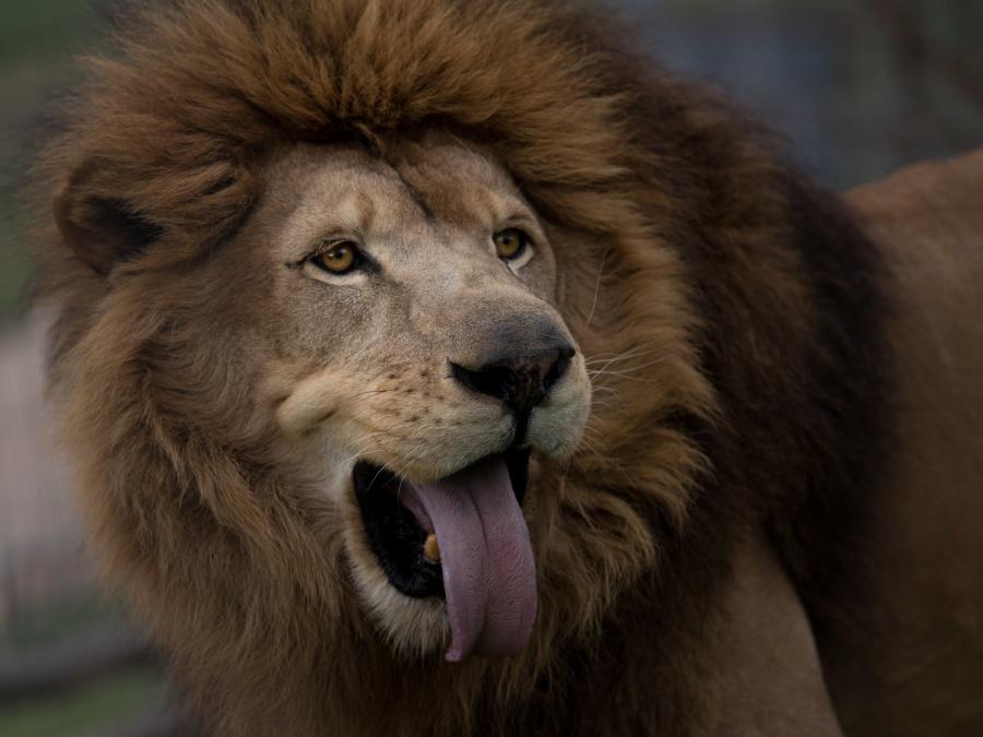 Tsavo (lion)