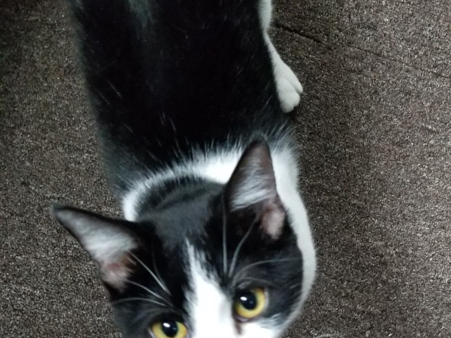 Catasaurus, greeter