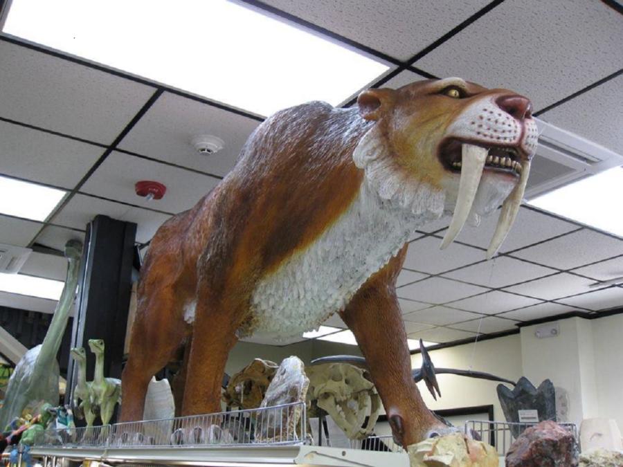Always LOOK UP at Prehistoric Fossils