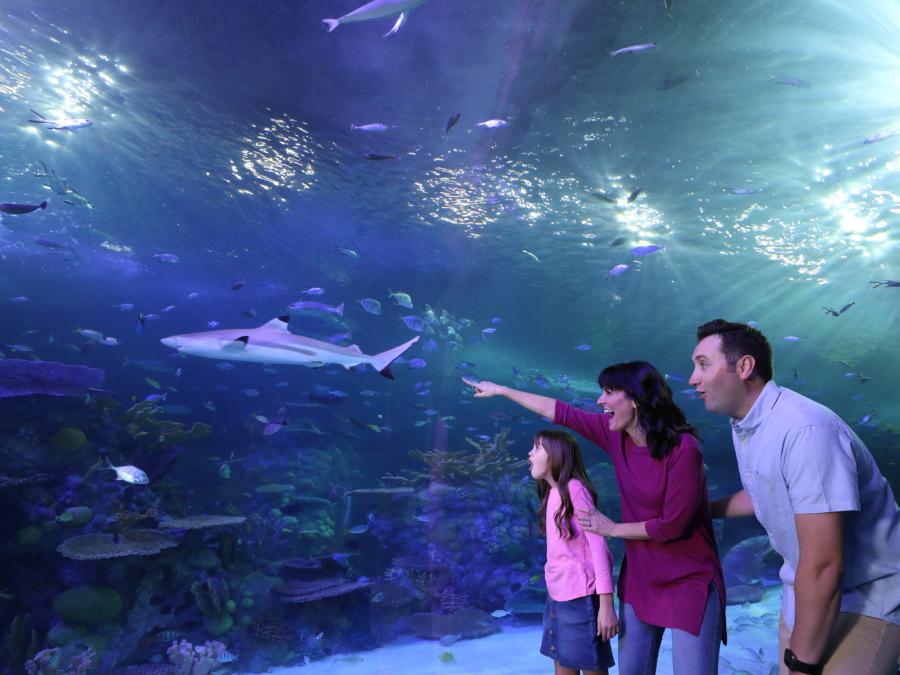 Journey Through the Waters Tunnel