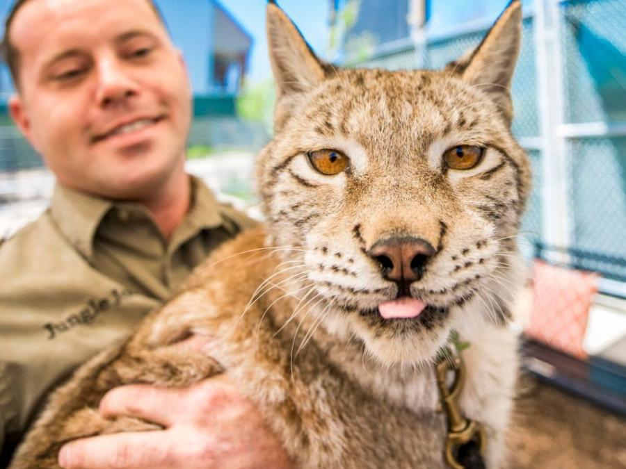 Loretta the Lynx loves to be held by her buddy Jungle Josh!