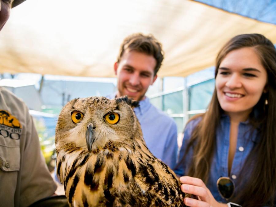 Owllelujah our Eurasian Eagle Owl