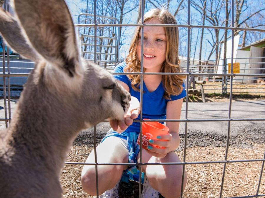 Feed the Kangaroos on our Foot Safari!